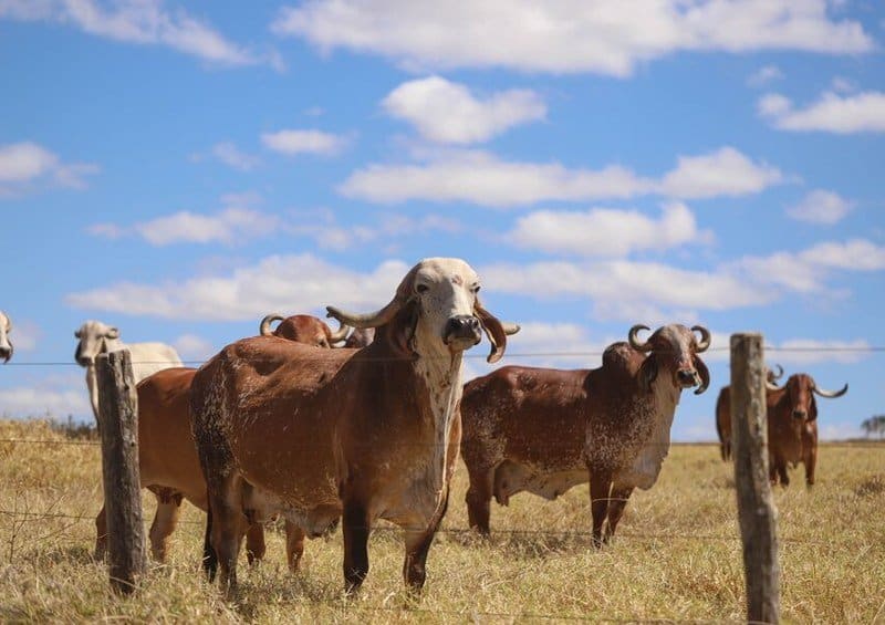 Conheça os processos que o leite passa antes de chegar aos mercados Da seleção de espécie da vaca até virar queijos e manteigas, o leite percorre um longo caminho