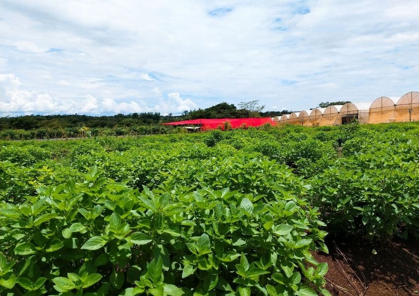 Malunga se destaca como maior e mais antigo produtor de orgânicos do DF Rede de mercados segue em expansão com quatro unidades abertas em 2019