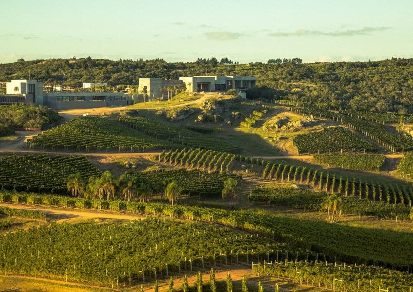 Montevideo Wine Experience, Barolo, Madirán, BocaNegra e Teluria são lugares em que o turista pode encontrar uma excelente taça de vinho