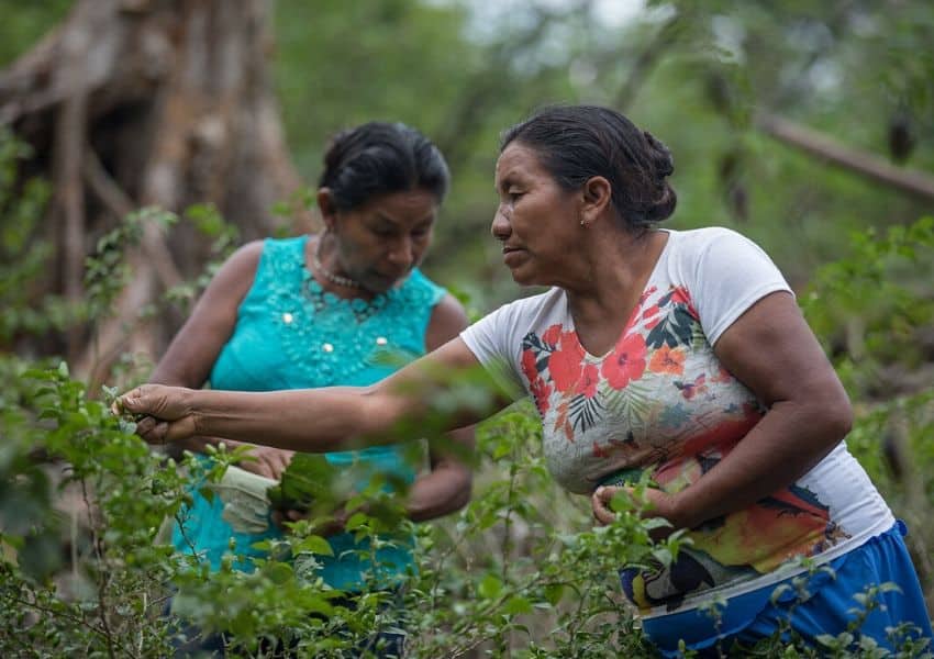 Pimenta Jiquitaia Baniwa é cultivada exclusivamente por mulheres indígenas do Amazonas. Produto será o tema de campanha da marca para a celebração de 8 de março deste ano