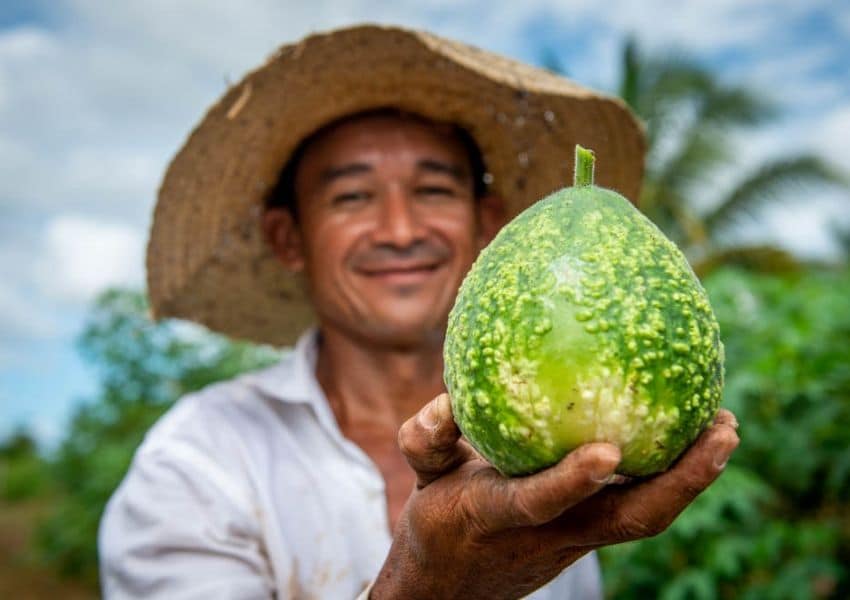 Rumos Itaú Cultural: lançamento online com bate-papo livro que resgata alimentos e receitas de comunidades rurais sergipanas