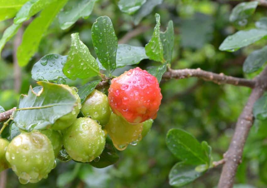 Um pé de acerola, uma fruta vermelha ainda no tronco. Conheça os benefícios da acerola.