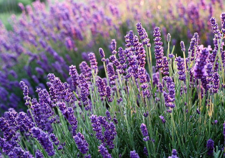 Conheça os benefícios do óleo essencial de lavanda