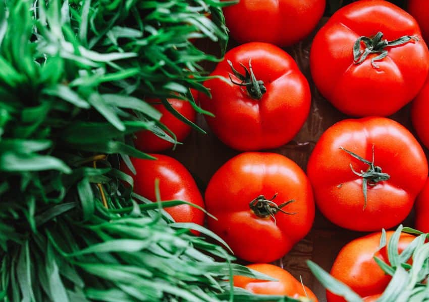 Foto com varios tomates muito maduros e vermelhos e folhas verdes no canto