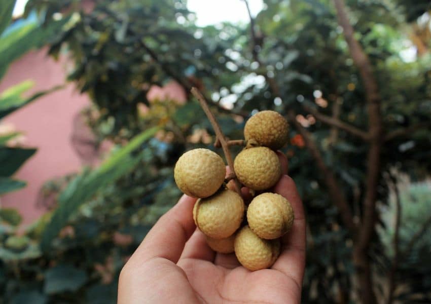 uma pessoa segurando um cacho de frutas na mão.