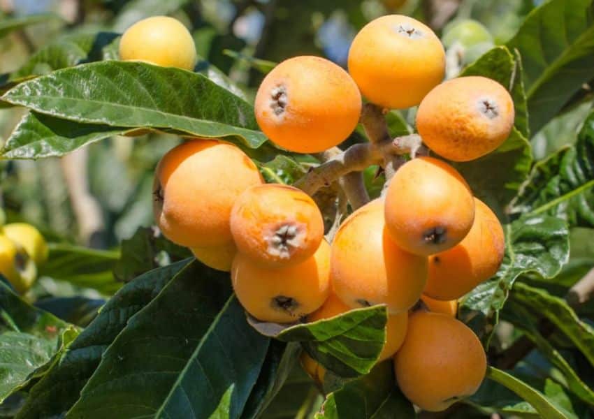 um cacho de laranjas crescendo em uma árvore.