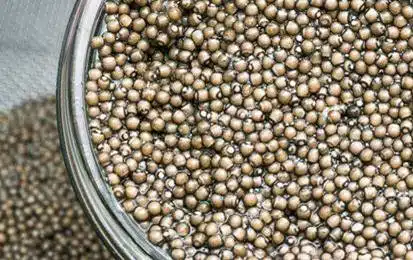 5 coisas que você precisa saber sobre caviar O caviar Sévruga