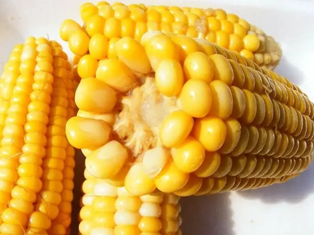 Conheça os benefícios do milho para a saúde
