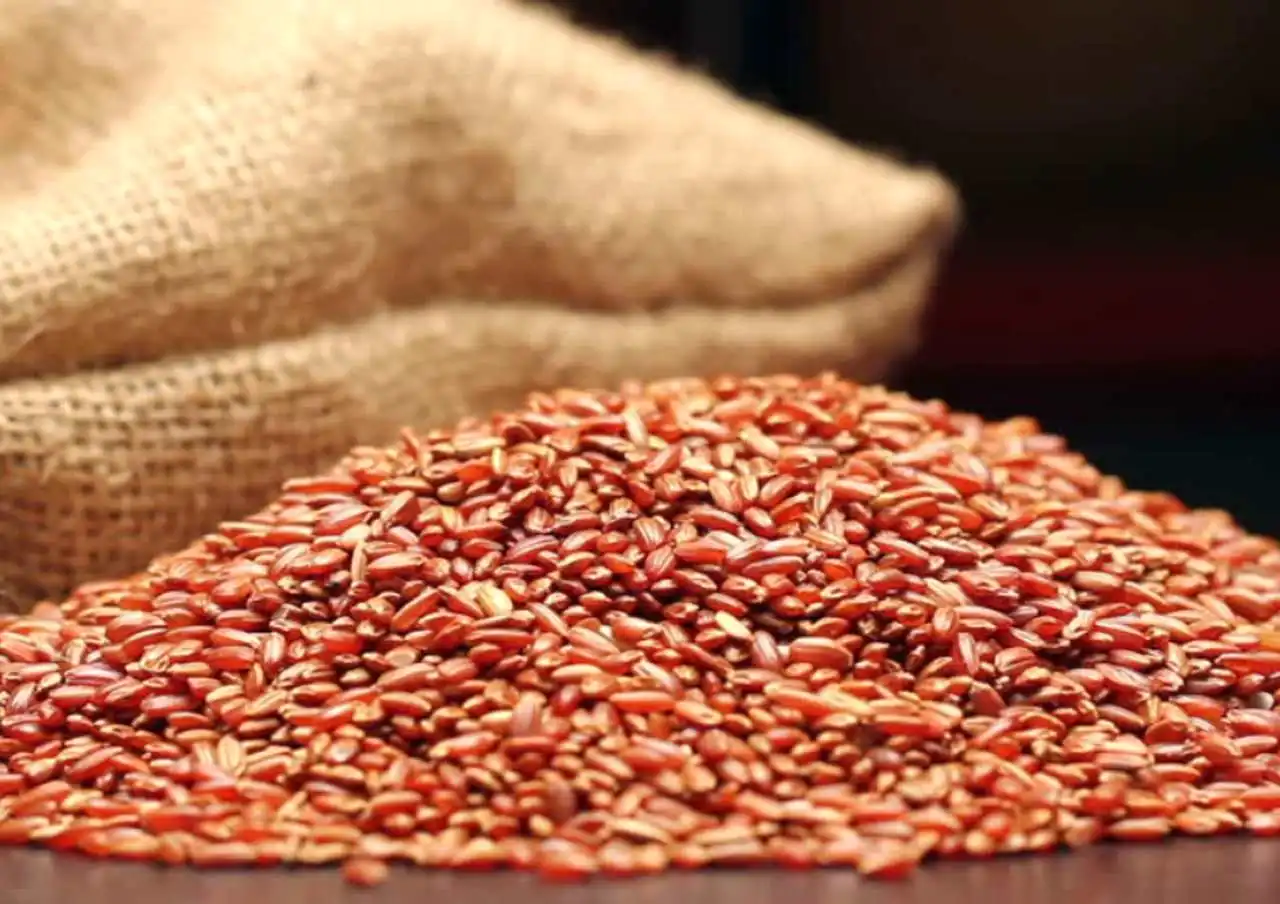 Variedade de grãos nutritivos em tigelas de madeira, incluindo arroz integral, quinoa, lentilha e aveia