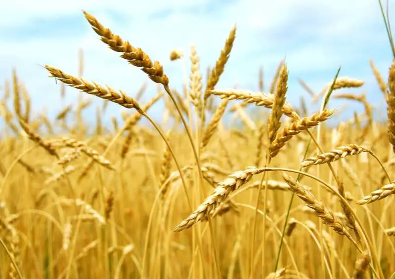 Micotoxinas desafiam consumo e produção de trigo no Brasil