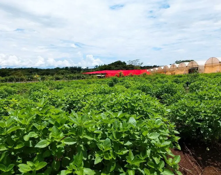 Malunga se destaca como maior e mais antigo produtor de orgânicos do DF Rede de mercados segue em expansão com quatro unidades abertas em 2019