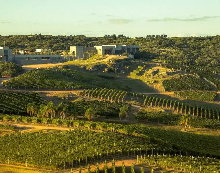 Montevideo Wine Experience, Barolo, Madirán, BocaNegra e Teluria são lugares em que o turista pode encontrar uma excelente taça de vinho