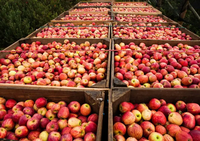 Versatilidade da maçã: o ingrediente que é coringa na cozinha