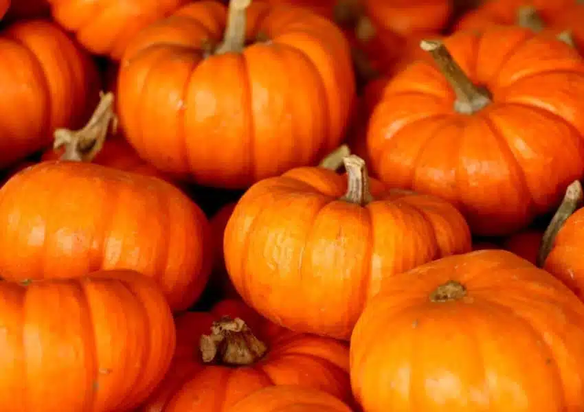 A origem da Abóbora de Halloween