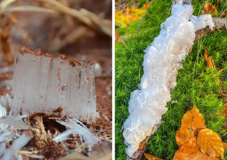 Fotografia de fios finos e brancos de gelo capilar brotando de um galho úmido na floresta, ilustrando os mistérios físicos abordados no texto que também explica quanto pesa 1 litro de agua.